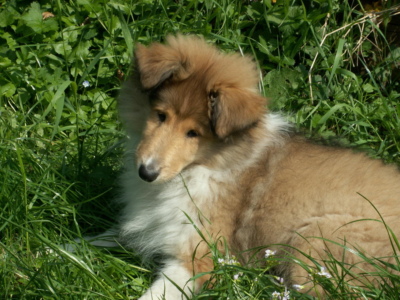 Chayenne mit 12 Wochen