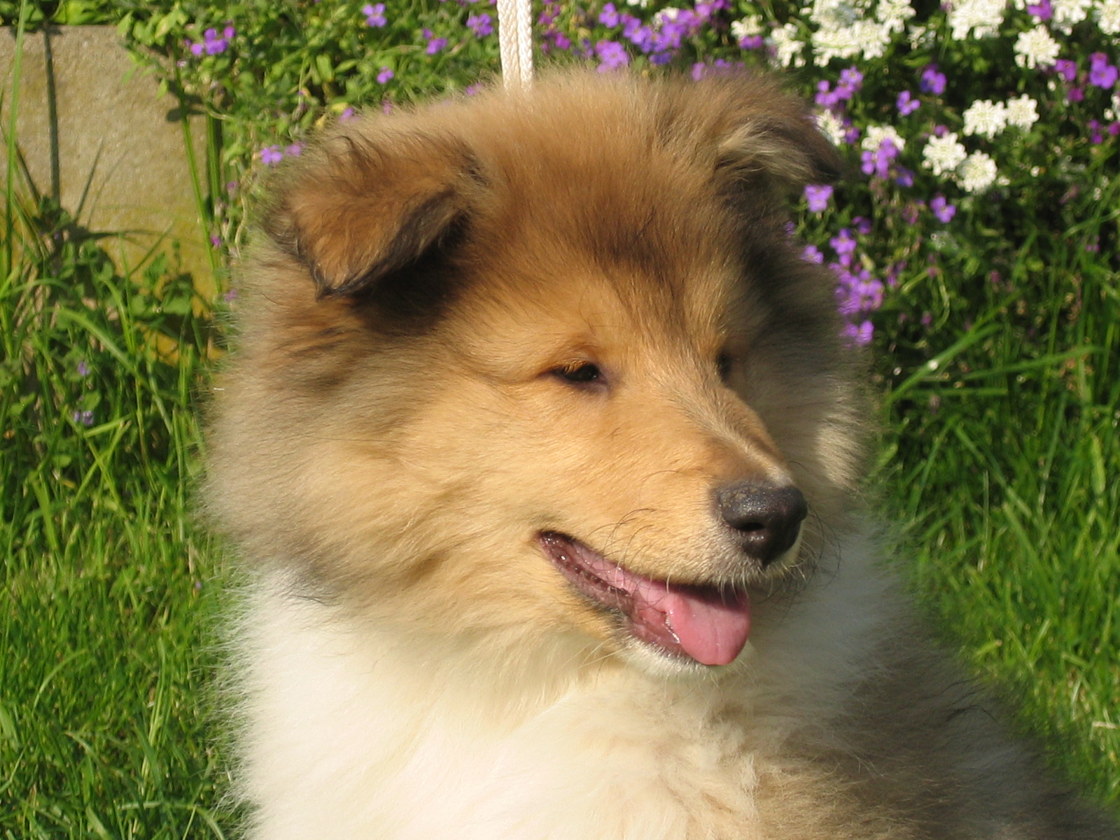 Carlos mit 11 Wochen